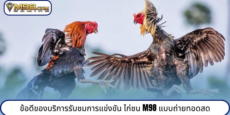 ข้อดีของบริการรับชมการแข่งขัน ไก่ชน M98 แบบถ่ายทอดสด