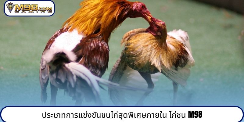 ประเภทการแข่งขันชนไก่สุดพิเศษภายใน ไก่ชน M98