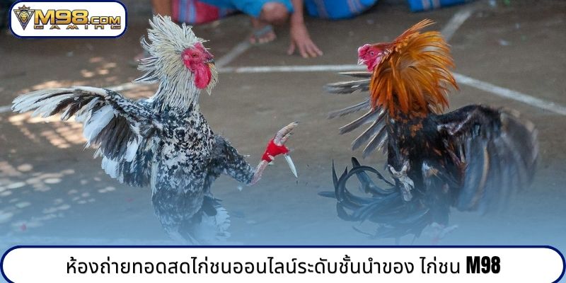 ห้องถ่ายทอดสดไก่ชนออนไลน์ระดับชั้นนำของ ไก่ชน M98